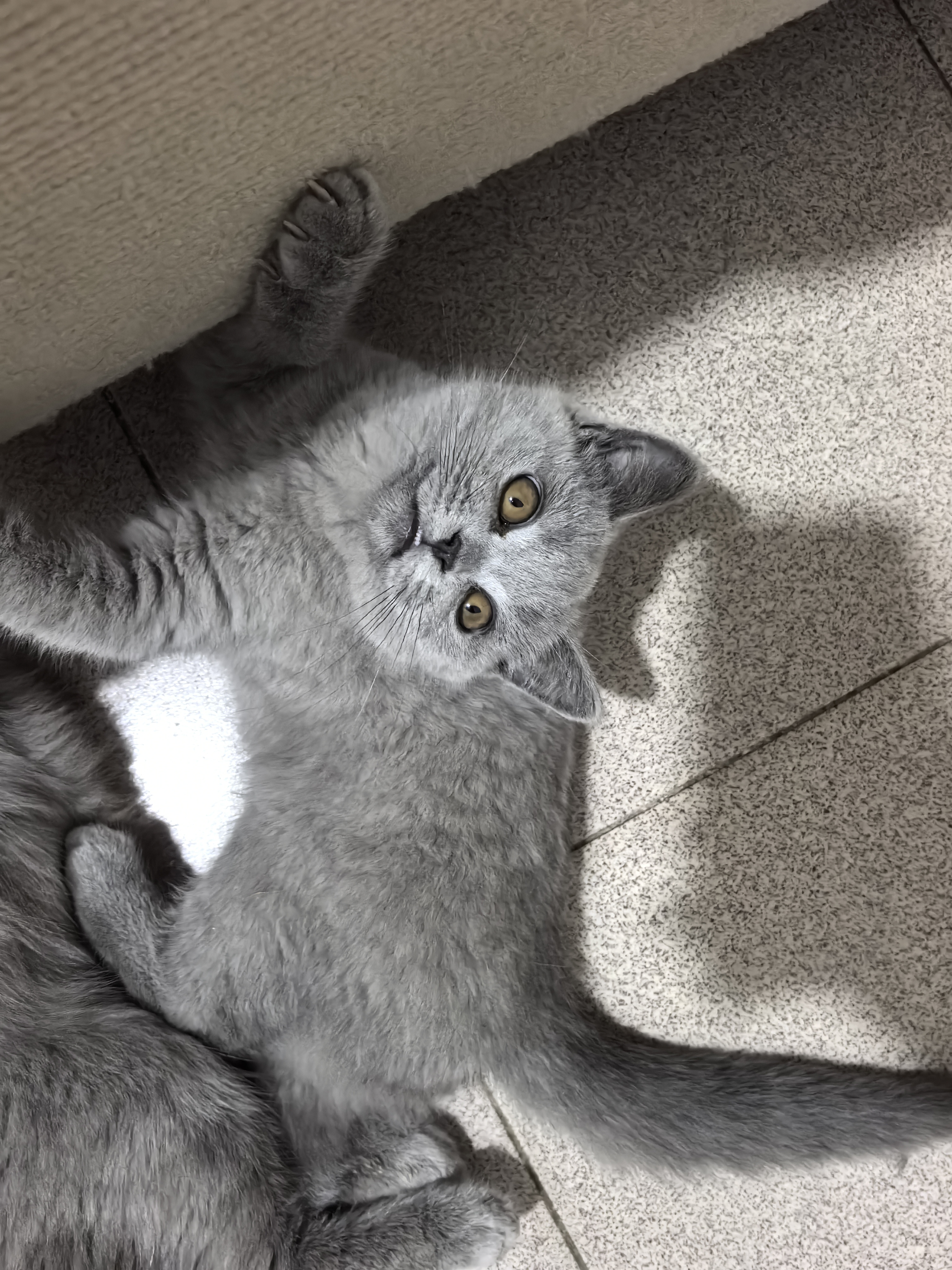 英短蓝猫 四个多月 疫苗三针全部打完 活泼可爱,性格好